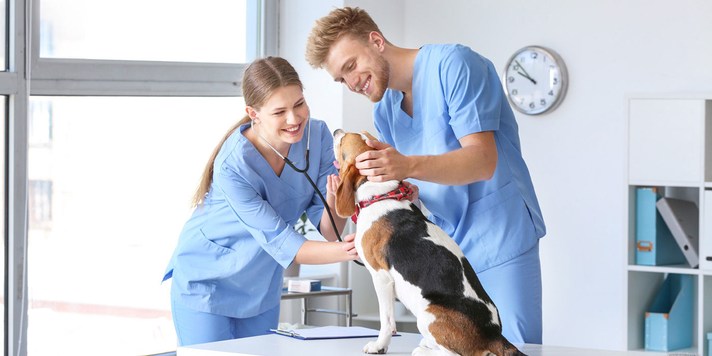 A smiling male and female veterinary assistant examine a dog on a white table.