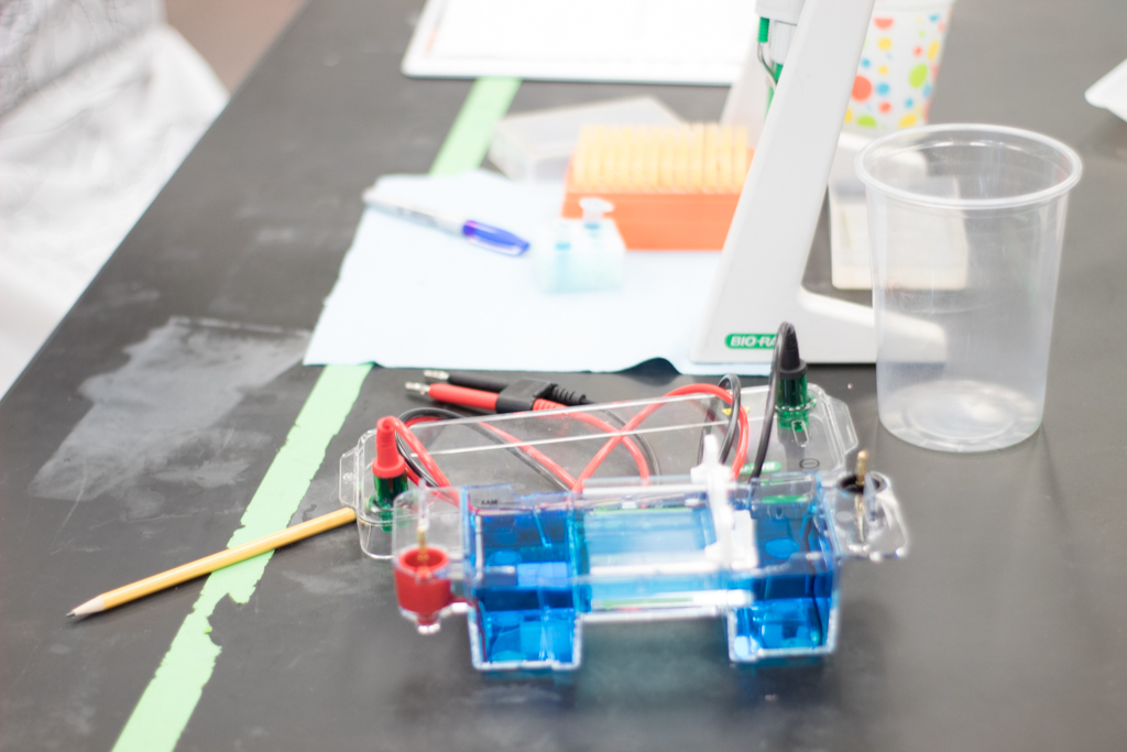 Gel electrophoresis