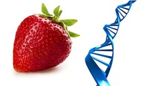 Extraction of DNA from strawberries