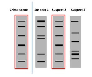 PCR – Crime Scene Investigators