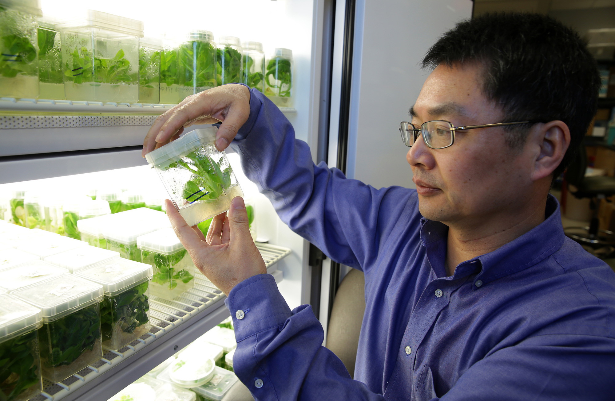 Student developing plants in NCCU pharmaceutical labs.