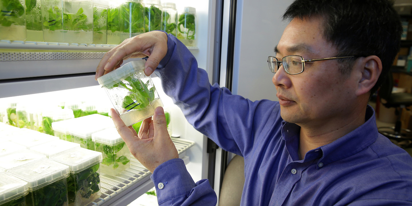 Man holding genetic plant