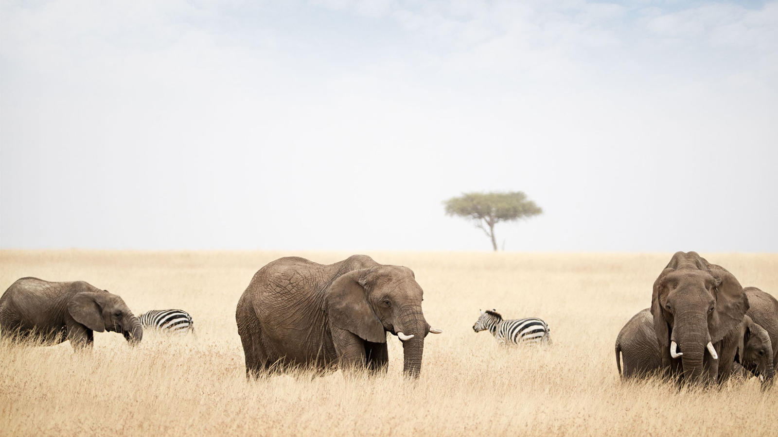 Elephant abroad