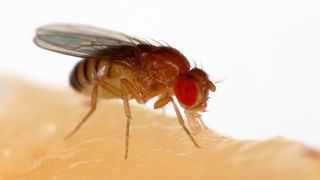 Drosophila Genetics