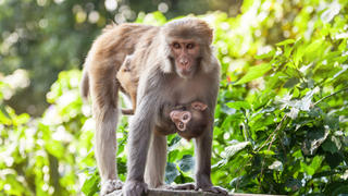 mother monkey with baby
