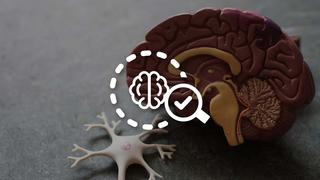 mental health screening icon with model of a brain in the background