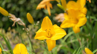 Yellow flowers