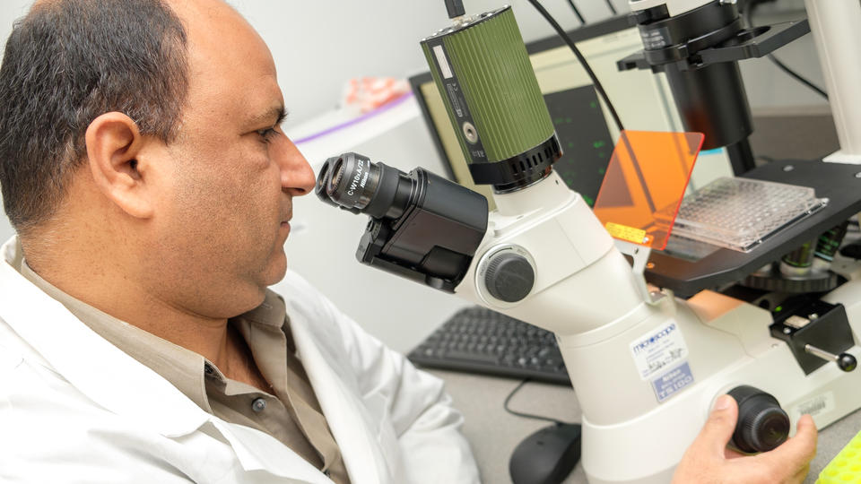 Researcher is looking on microscope