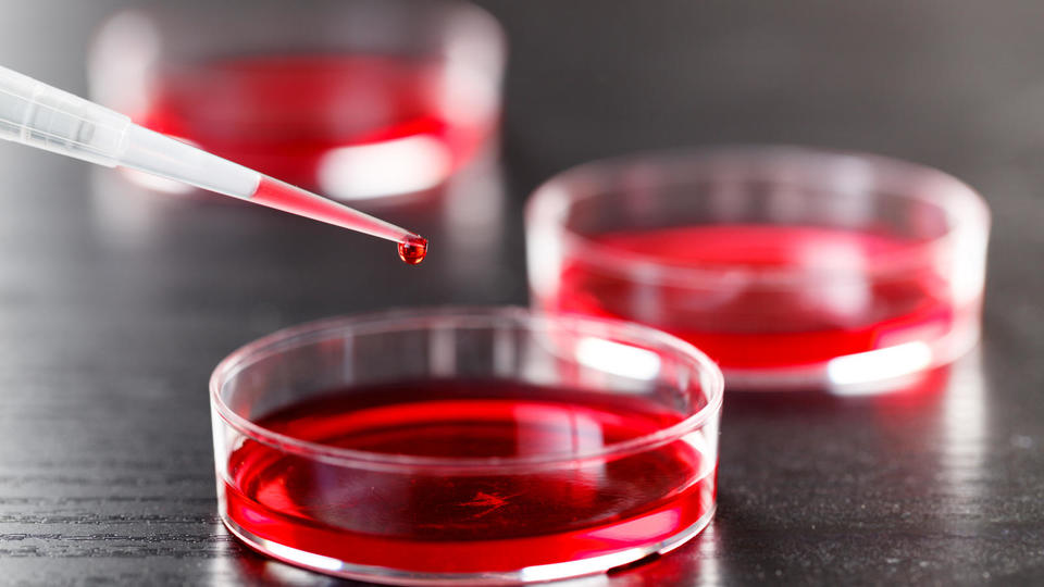 Pipette dropping red liquid into a petri dish