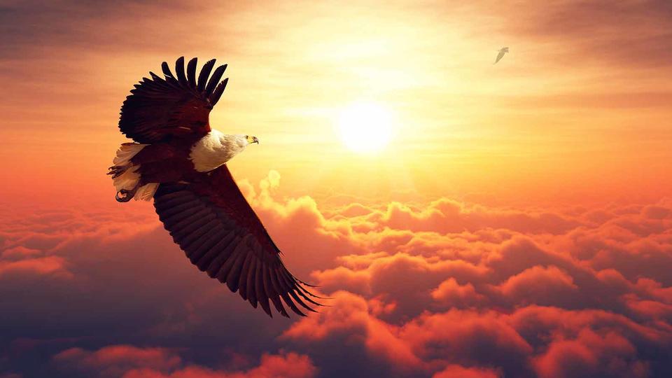 An eagle flying high in the sky past the sun.