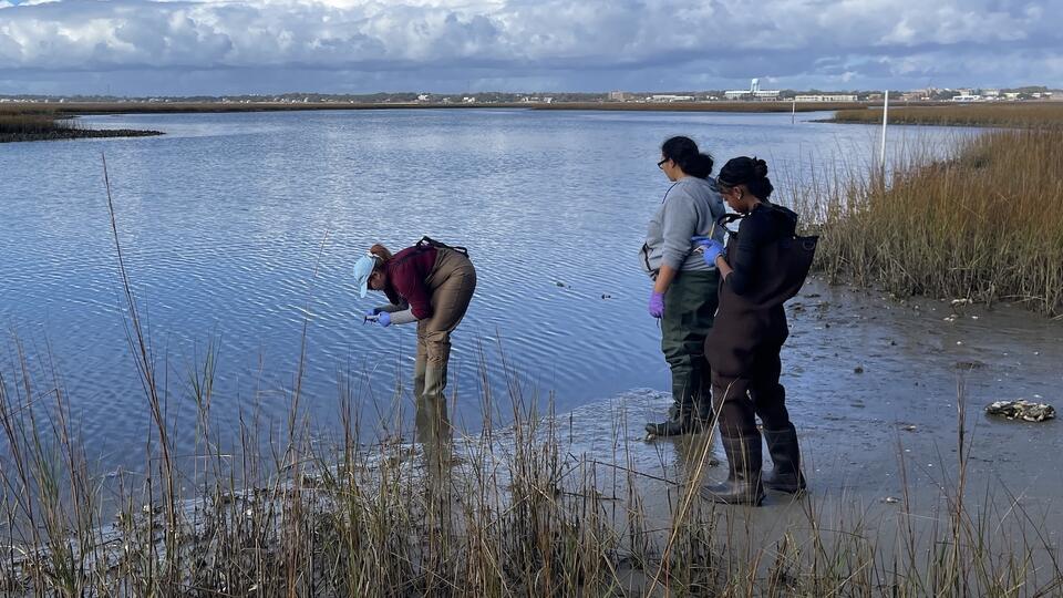 Collecting oysters in Pelican Bay