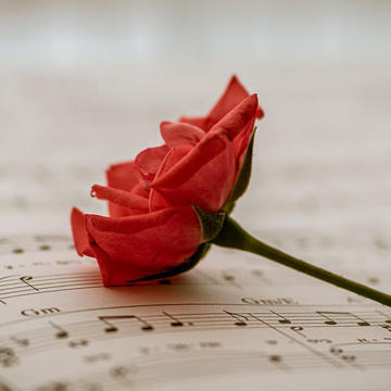 Rose laying on a music sheet.